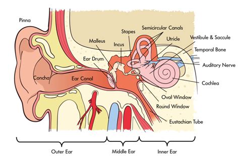 An Overview of Enlarged Auditory Organ