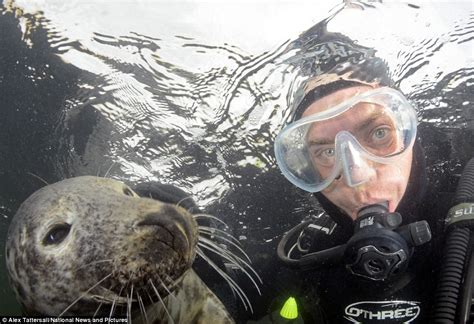 An Unexpected Friendship: A Chance Meeting with a Playful Seal