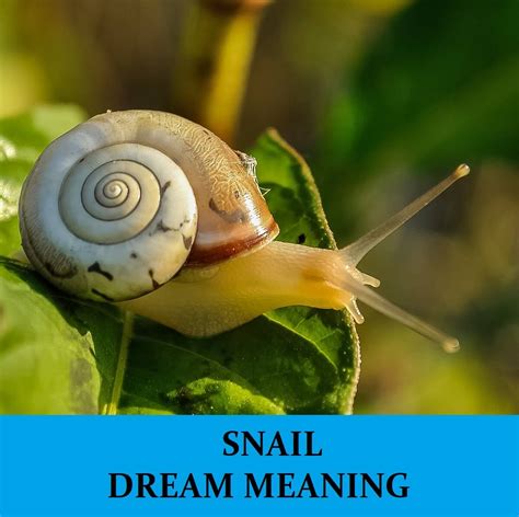 An Unexpected Visitor: The Snail as a Symbol in Dreams