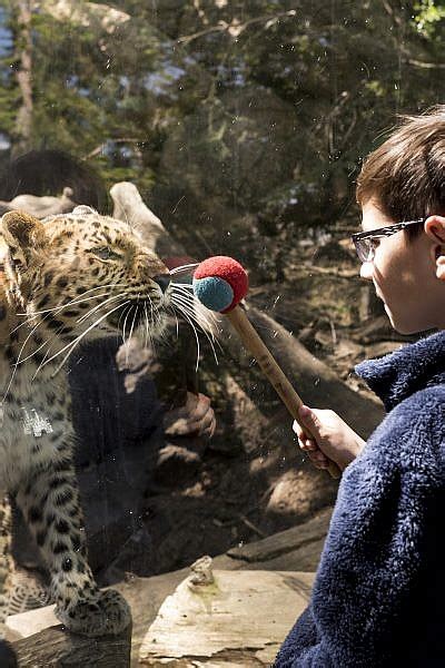 An Unforgettable Encounter: Meeting a Playful Leopard