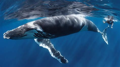 An Unforgettable Encounter: Swimming with Graceful Whales