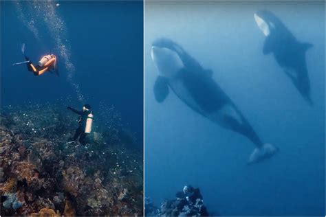 An Unforgettable Encounter: The Dream of Coming face to face with a Giant Whale