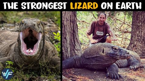 An Unforgettable Experience: Admiring the Splendor of a Powerful Reptile in Motion