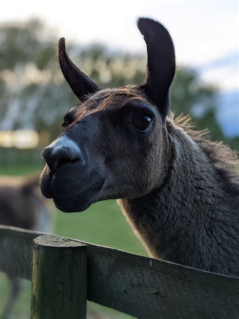 An Unforgettable Experience: Testimonials from Llama Trekking Enthusiasts