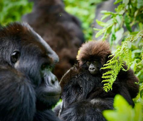 An Unlikely Bond: Nurturing a Baby Primate with Affection