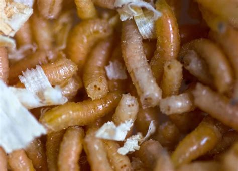 An Unsettling Dream: Maggots in a Watery Abyss