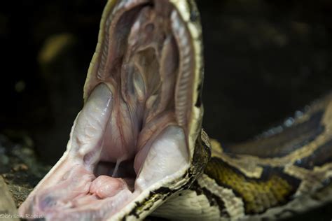 Analyze Your Nightmares: Decipher the Serpent's Bite on Your Throat