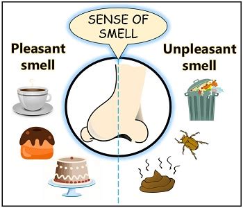 Analyzing Different Types of Foul Smells in Dreams