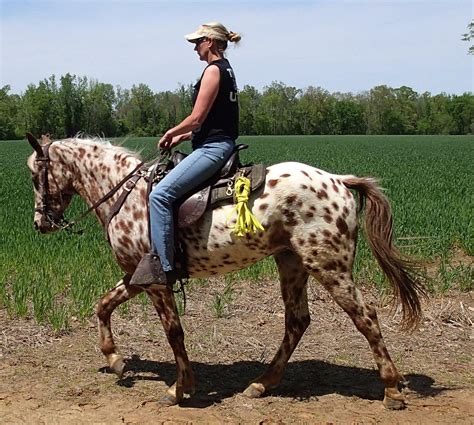 Analyzing Dreams of Riding a Spotted Horse: A Journey of Empowerment