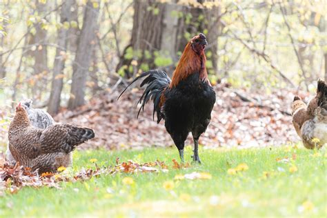 Analyzing Psychological Explanations for Dreams Involving Aggressive Roosters