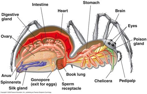 Analyzing Your Arachnid Reverie: A Step-by-Step Guide