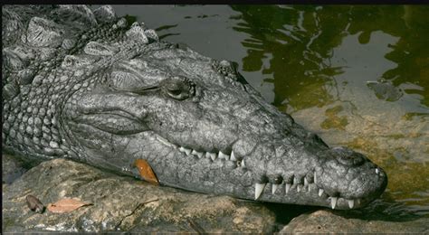 Analyzing and Decoding the Symbolic Significance of Shooting Crocodilians in Dreams