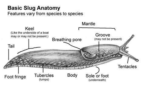 Analyzing the Appearance of Slugs in Bed: Colors and Sizes