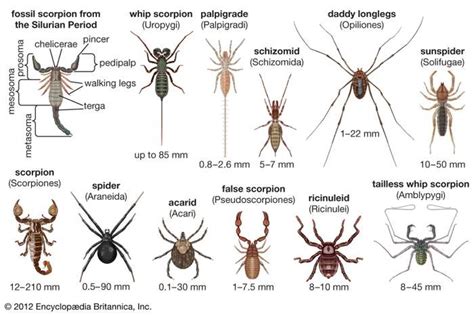 Analyzing the Colors and Sizes of Arachnid Dreams