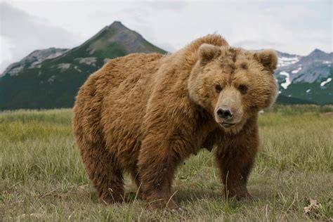 Analyzing the Connection between Encounters with Ferocious Bears in Dreams and Real-life Stressors