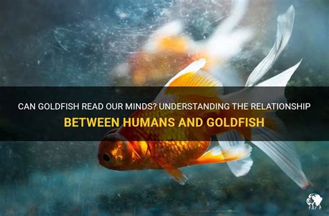 Analyzing the Connection between Rescuing Goldfish and Personal Relationships