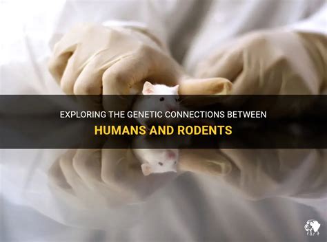 Analyzing the Connection between Rodents, Limbs, and Personal Connections