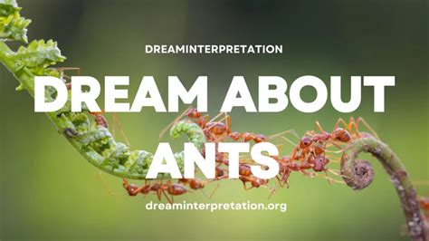 Analyzing the Context: Interpreting Ant Dreams in Different Scenarios