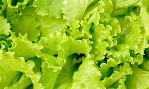 Analyzing the Cultural and Historical Context of Rotten Lettuce Symbolism in Dreams