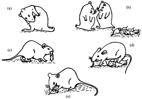 Analyzing the Cultural and Historical References to Rodents and Maternal Experience