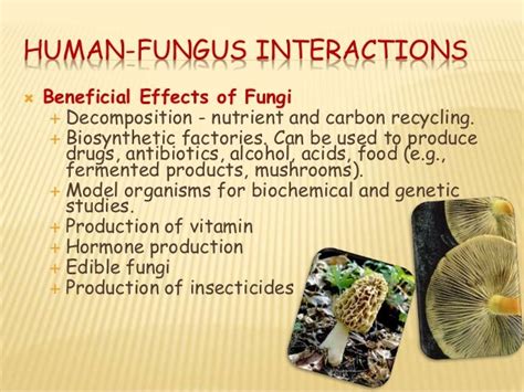 Analyzing the Emotional Impact of Fungi Foraging: Decoding the Unconscious Effects on the Dreamer