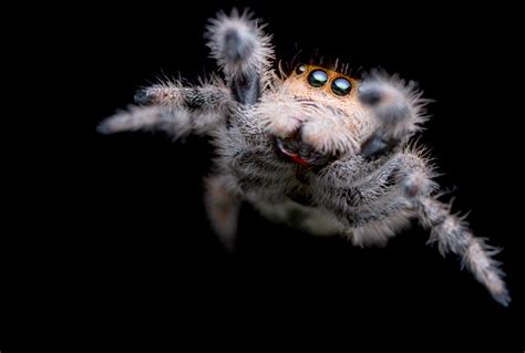 Analyzing the Emotional Response: Fear and Fascination with Spiders