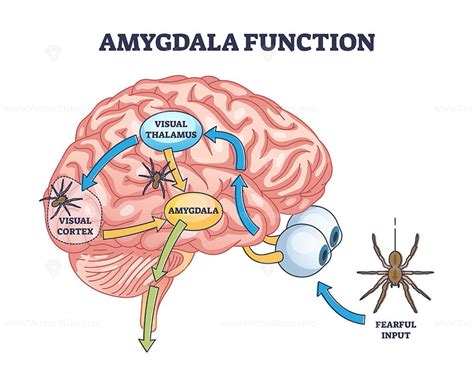 Analyzing the Fear Factor: Anxiety Caused by Serpents and Obstructed Pathways