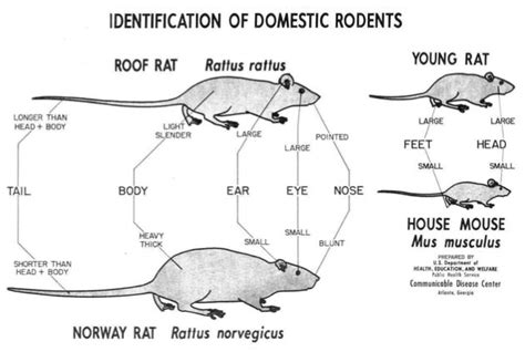 Analyzing the Importance of Rats in Your Sleeping Quarters Fantasies