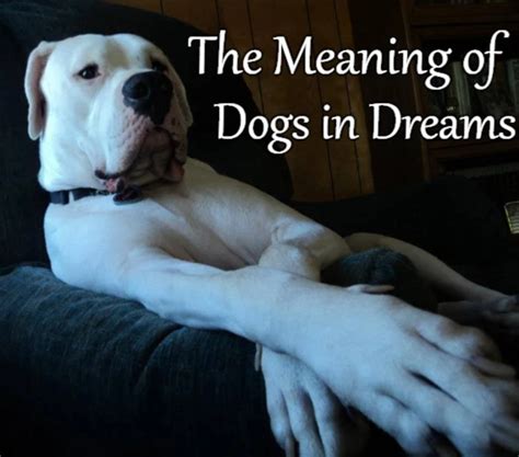 Analyzing the Inclusion of a Canine Predator in a Mysterious Dream