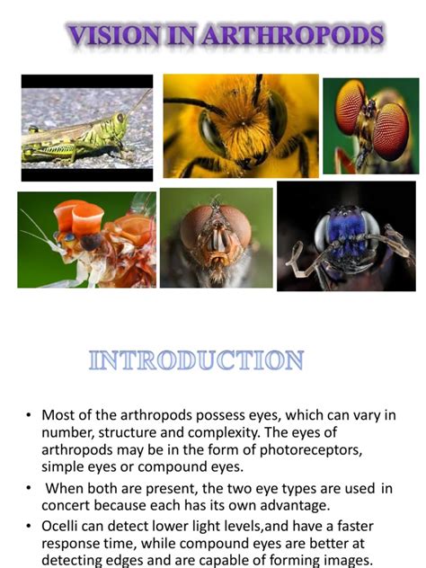 Analyzing the Personal Context of the Crimson Arthropod Vision