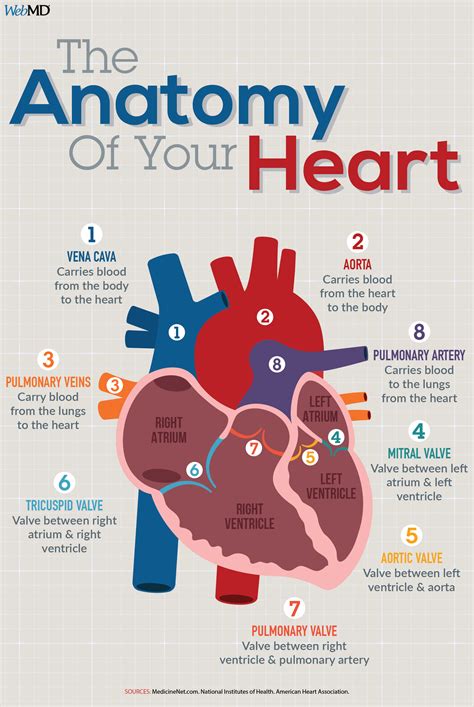 Analyzing the Physical Health Connotations of Heartbeat Dreams