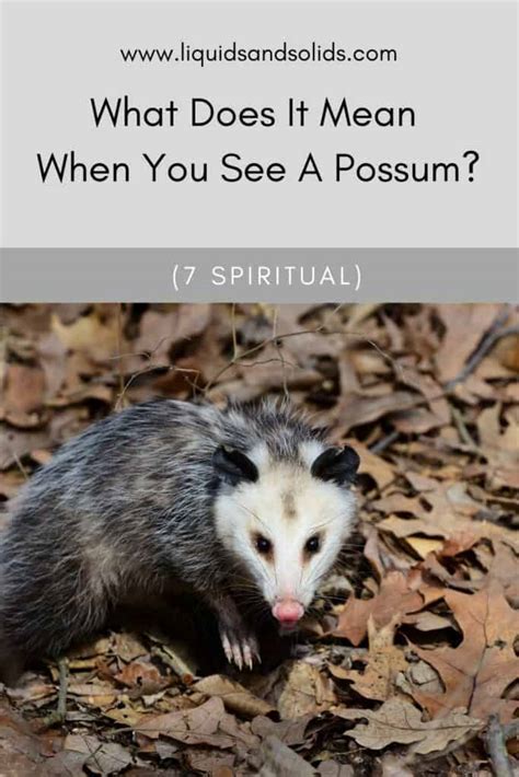 Analyzing the Possible Meanings of an Unexpected Possum Visit