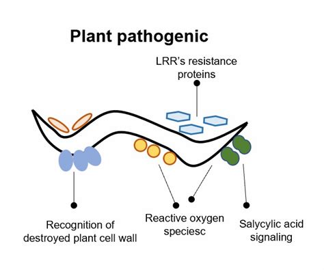 Analyzing the Potential Significance of Eliminating Pale Nematodes