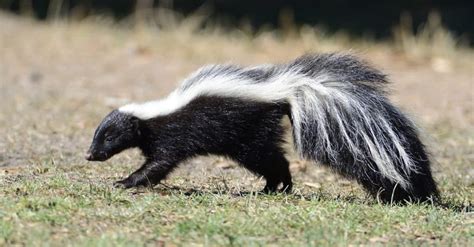 Analyzing the Psychological Effects of Encountering Skunks in Your Sleep