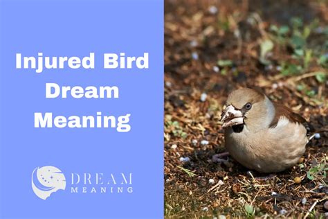 Analyzing the Psychological Significance of Dreams Depicting Injured Avian Creatures