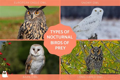 Analyzing the Relationship Between Nocturnal Birds of Prey and Consumption in Abstracted Visions