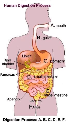 Analyzing the Significance of Dreaming about the Digestive System