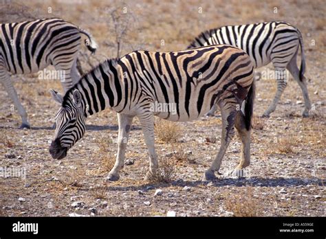 Analyzing the Significance of Injured Zebra Visions