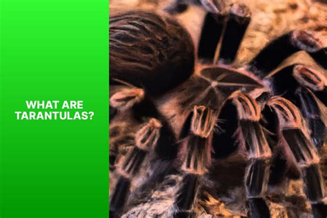 Analyzing the Symbolic Significance of the Vibrant Tarantula in Dreams