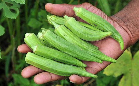 Analyzing the Symbolism of a Plentiful Okra Harvest