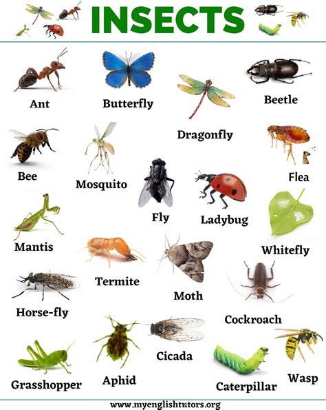 Analyzing the Various Forms of Insect Ingestion in One's Dreams