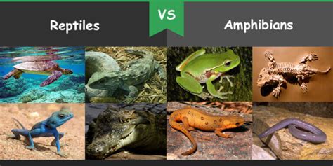 Analyzing the Various Hues of Reptiles and Amphibians in Dreams