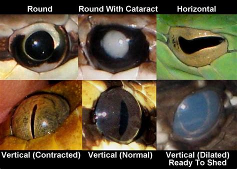 Analyzing the Various Kinds of Serpent Visions