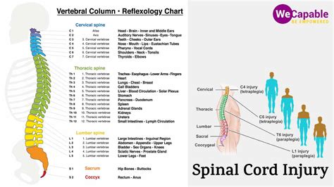 Analyzing the Various Types of Back Injuries in Dreams