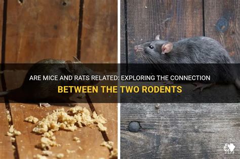 Analyzing the connection between rodents and scarcity in dreams