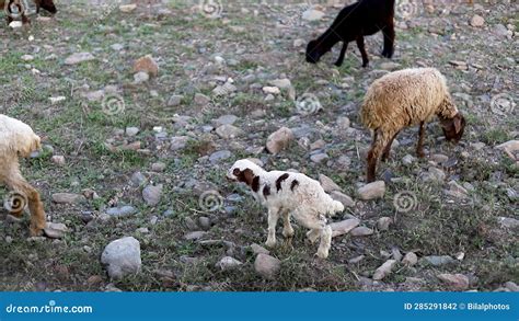 Analyzing the emotions associated with dreams of pure, innocent newborn lambs