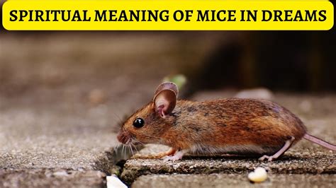 Analyzing the significance of mice in the realm of dreams