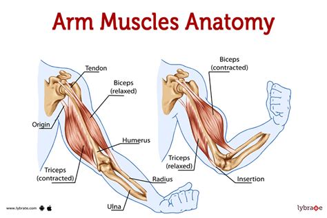 Anatomy: Exploring the Inner Structure of Muscles in the Arms