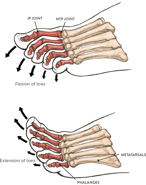 Anatomy and Function of Toes