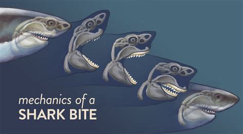 Anatomy of a Shark Bite: Understanding the Mechanics